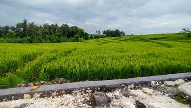 Jual Tanah di Lokasi Premium Canggu, Badung, Harga 1,65 Miliar