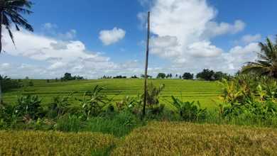 Dijual Tanah Murah di Pererenan, Badung, LT 219m²