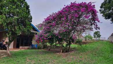 Tanah Bisnis Pinggir Jalan Raya Kawasan Nanggung