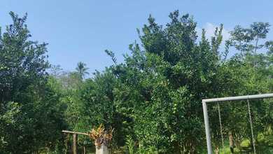 Hunian Elegan di Jalan Cagak, Subang, 3 KT, LT 8192m²