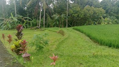 Kesempatan Tanah Murah di Ubud, Gianyar, Luas 600m²