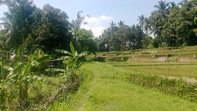 Disewakan Tanah Murah di Ubud, Gianyar, LT 1500m²