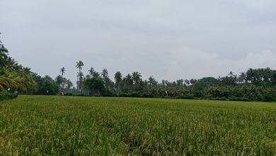 Dijual Tanah Terjangkau di Selemadeg, Tabanan, LT 4700m²