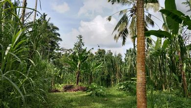 Segera Miliki Tanah Harga Ekonomis di Taro, Gianyar