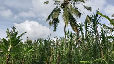 Sewa Tanah Terjangkau di Taro, Gianyar, LT 5200m²