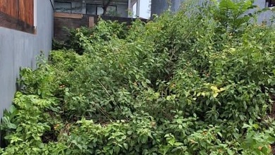 Jual Tanah di Lokasi Premium Jimbaran, Badung, Harga 650 Juta