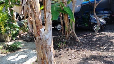 Jual Cepat Tanah Terjangkau di Jimbaran, Badung, LT 292m²