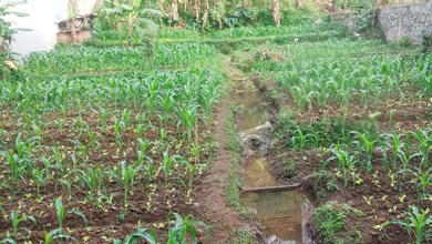 Jual Cepat Tanah Strategis di Bandung Utara, Bandung, LT 861m²