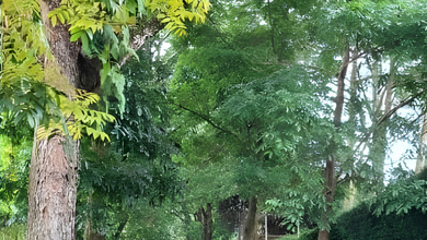 For Sale Tanah Eksklusif di Ciumbuleuit, Bandung, LT 1670m²