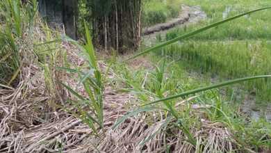 Sewa Tanah Murah di Ubud, Gianyar, LT 2200m²