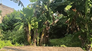 Dijual Tanah Prospektif di Keramas, Gianyar, LT 445m²