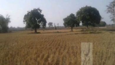 Tanah Elit Dijual di Cipunagara, Subang, Harga 42 Miliar