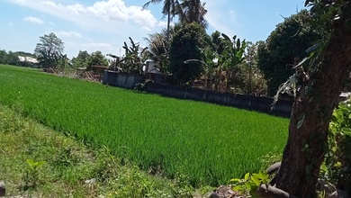 Jual Tanah Terjangkau di Area Kediri, Lombok Barat