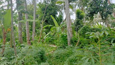 Jual Tanah Terjangkau di Area Lembar, Lombok Barat