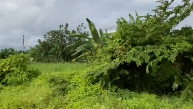 Tanah Nyaman untuk Hunian di Canggu, Badung, Luas 20000m²