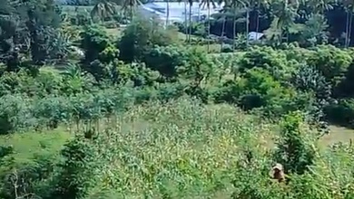Segera Miliki Tanah Harga Ekonomis di Sekotong, Lombok Barat