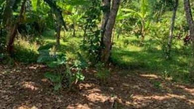 For Sale Tanah Premium di Cikalongwetan, Bandung Barat, LT 1137m²