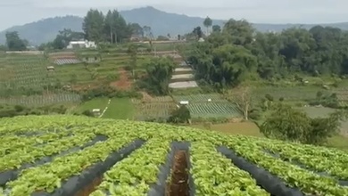 Kesempatan Tanah Strategis di Lembang, Bandung, Harga 2,5 Miliar