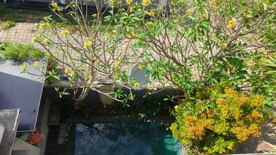 Rumah Sewa Murah Lokasi Canggu, Badung, LB 200m²