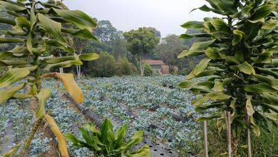 Dijual Kavling 16650 m2 Area Komplek Elit Lembang