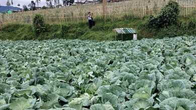 Kesempatan Tanah Strategis di Pangalengan, Bandung, Harga 1,75 Miliar