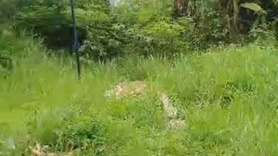 Tanah Elit Dijual di Dago Pakar, Bandung, Harga 17,7 Miliar