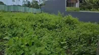 Sewa Tanah Tahunan dengan Harga Terjangkau Area Pererenan