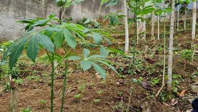 Tanah Elit Dijual di Lembang, Bandung Barat, Harga 7,17 Miliar