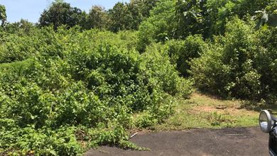Dijual Tanah Murah di Pecatu, Badung, LT 5000m²
