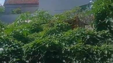 Tanah Strategis di Renon, Denpasar, Harga 63 Juta