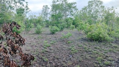 Tanah Kosong untuk Disewa di Ungasan, Harga 10 Juta