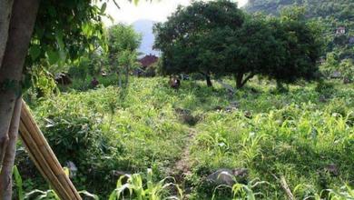 Tanah Harga Hemat di Karangasem, Karangasem, Harga 880 Ribu