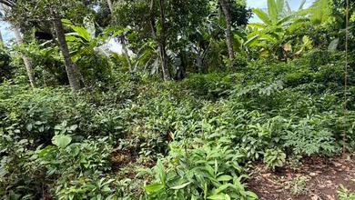 Tanah Strategis di Ubud, Gianyar, Harga 68,7 Juta