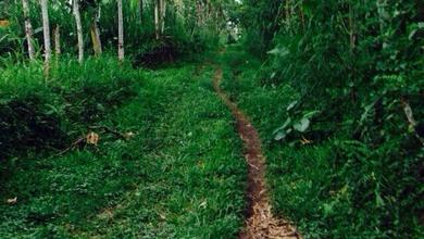 Dijual Kavling 5600 m2 di Cluster Mewah Gianyar
