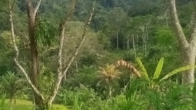 Jual Tanah Terjangkau di Area Payangan, Gianyar