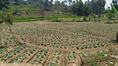 Dijual Tanah Premium di Ciwidey, Bandung, LT 6600m²